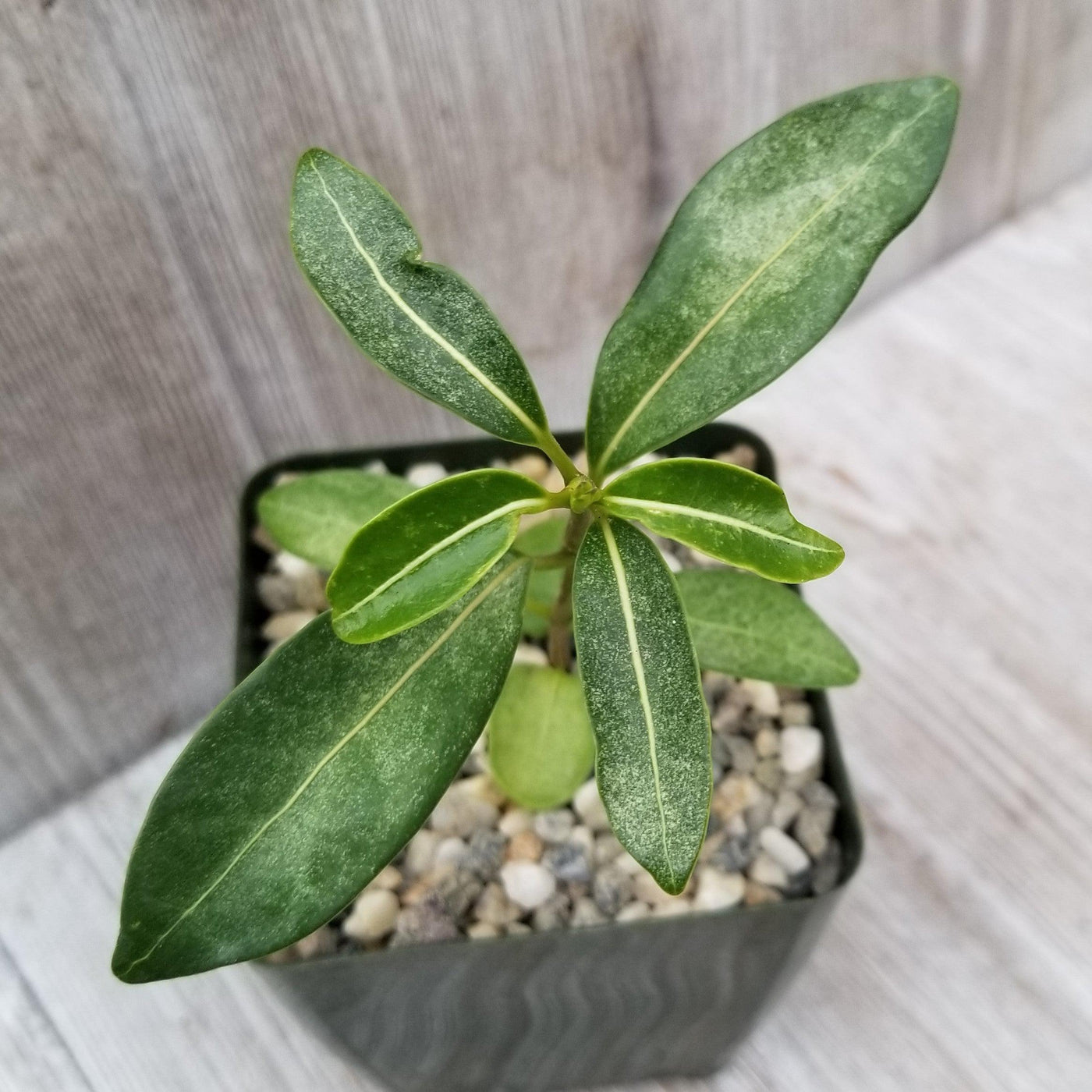 Madagascar Jasmine – Stephanotis floribunda