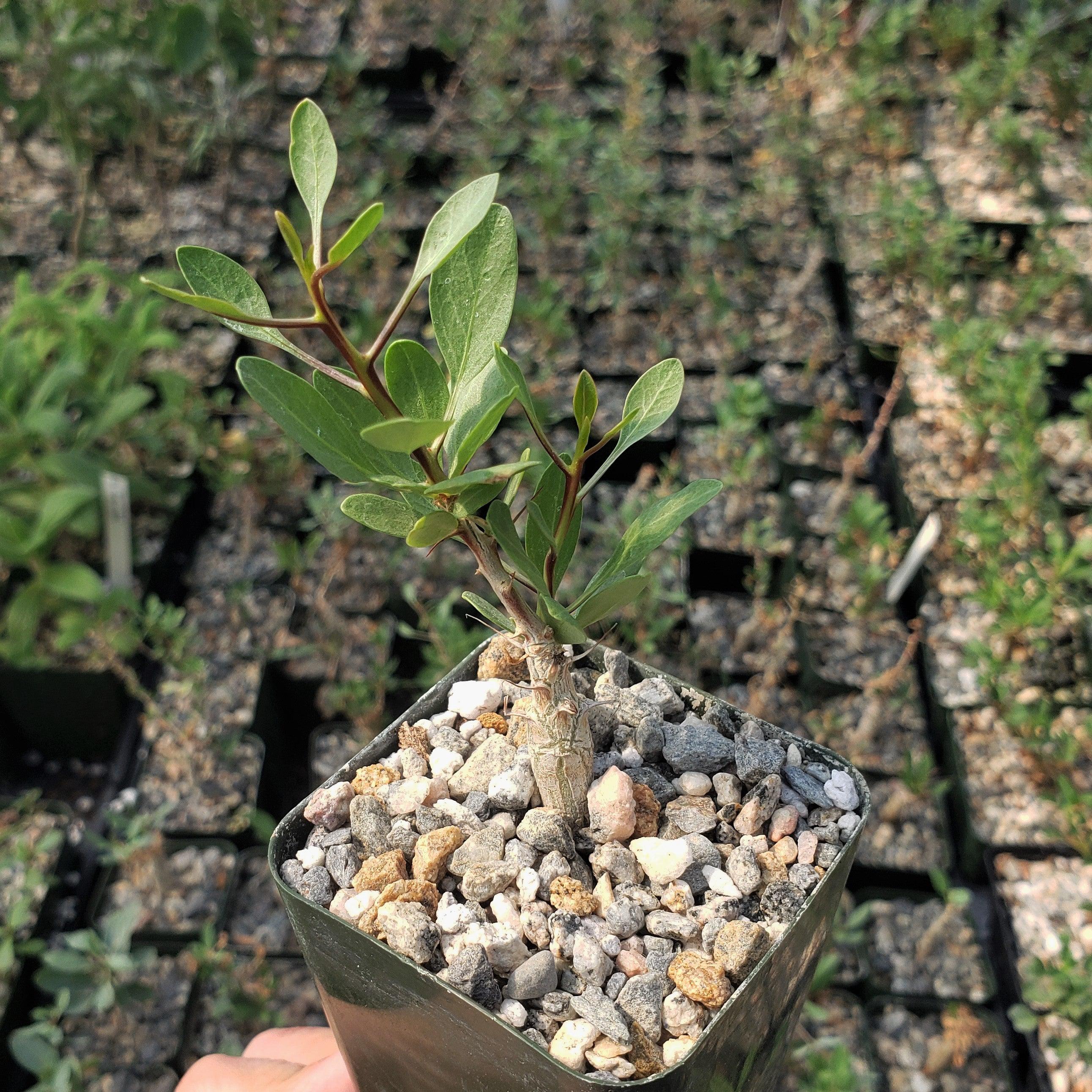 Idria columnaris boojum tree