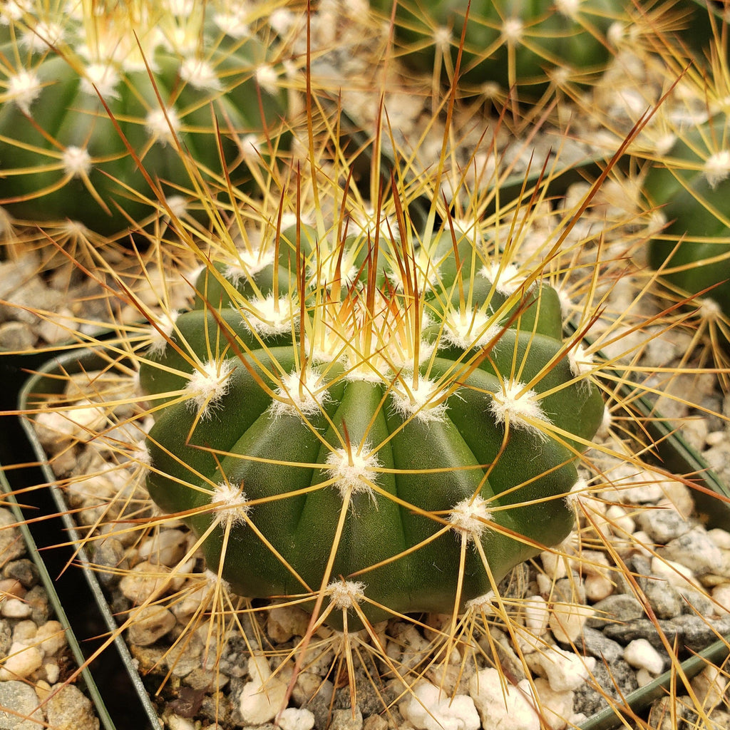 Buiningia brevicylindrica var. longispina