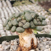 Aloinopsis schooneesii