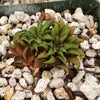 Haworthia parksiana