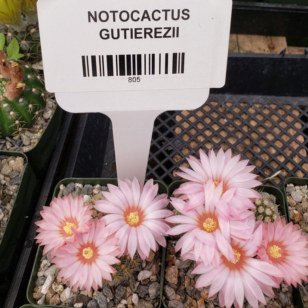 Notocactus gutierezii