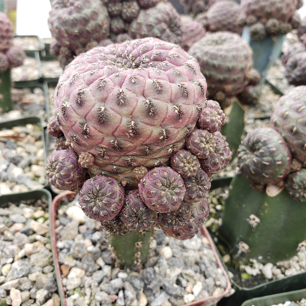 Sulcorebutia rauschii grafted Large