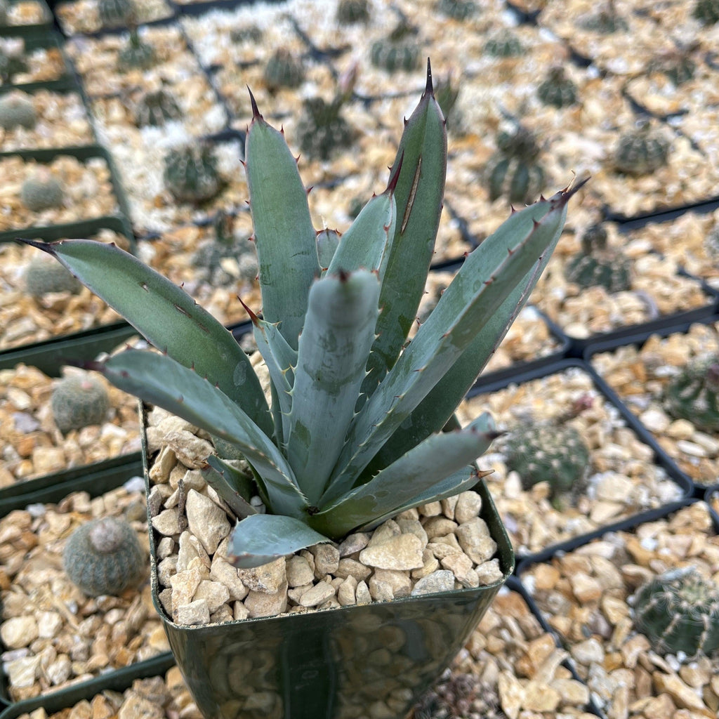 Agave macroacantha