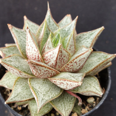 purpusorum succulent Echeveria purpusorum 4" Pot