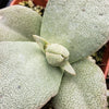 Pleiospilos simulans