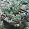 Aloinopsis setifera