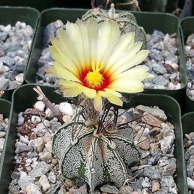Astrophytum capricorne goats horns