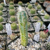 Pilosocereus cephalocereus palmeri