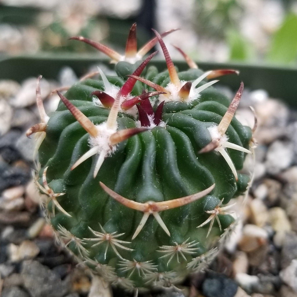 Echinofossulocactus phyllacanthus v. violaciflora