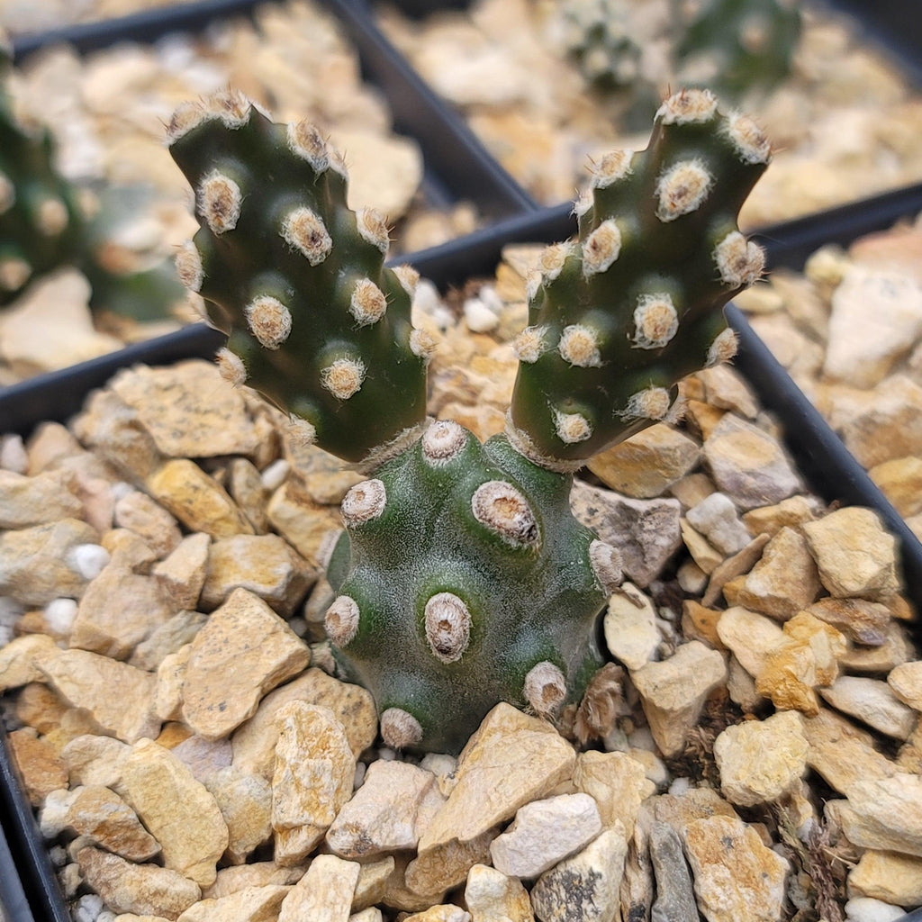 Tephrocactus molinensis