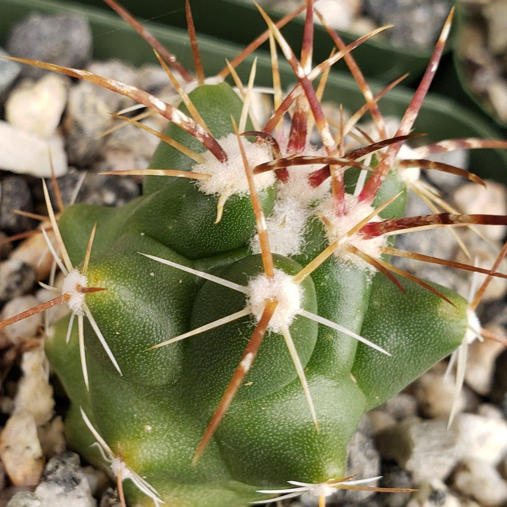 thelocactus panarottoanus
