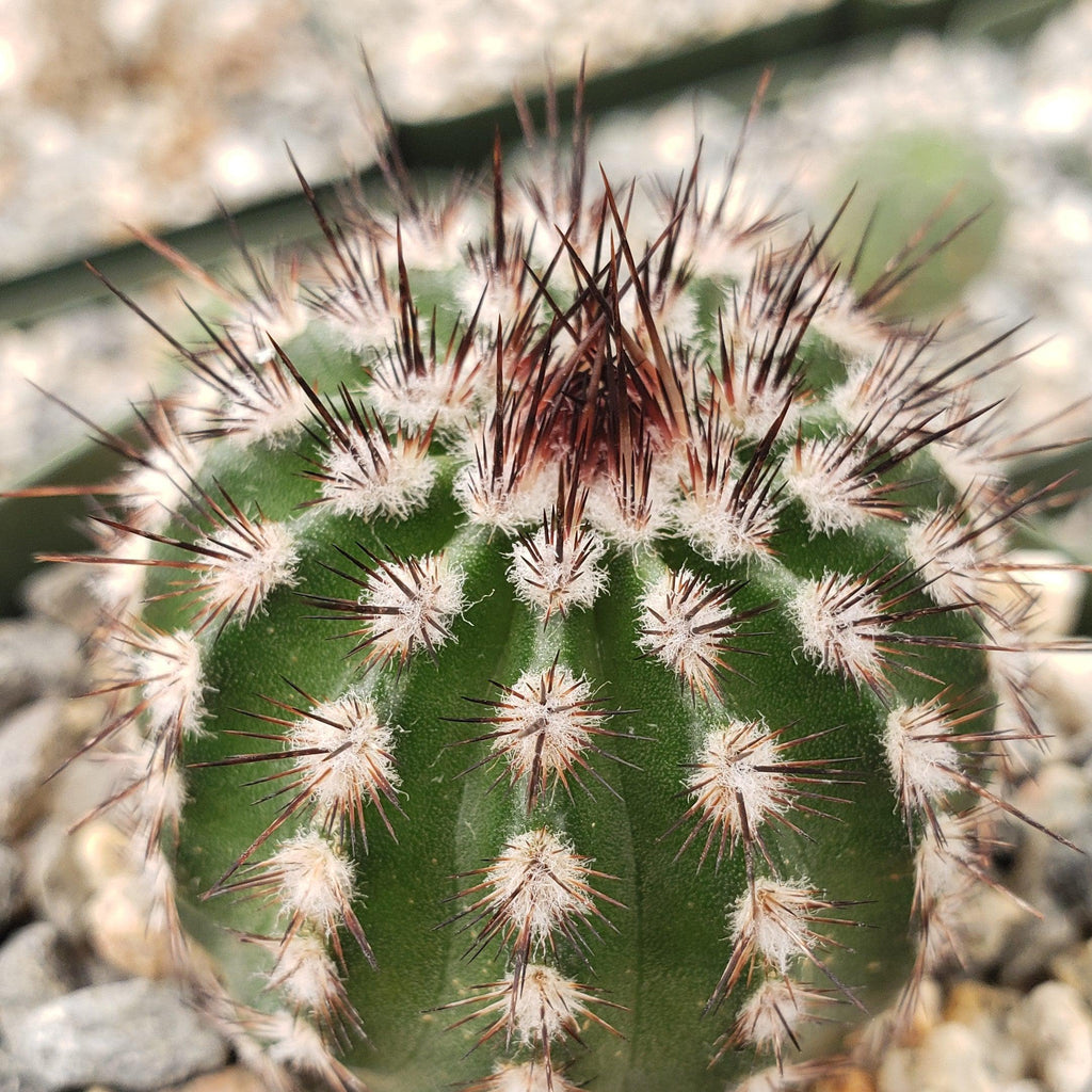 Echinocereus armatus
