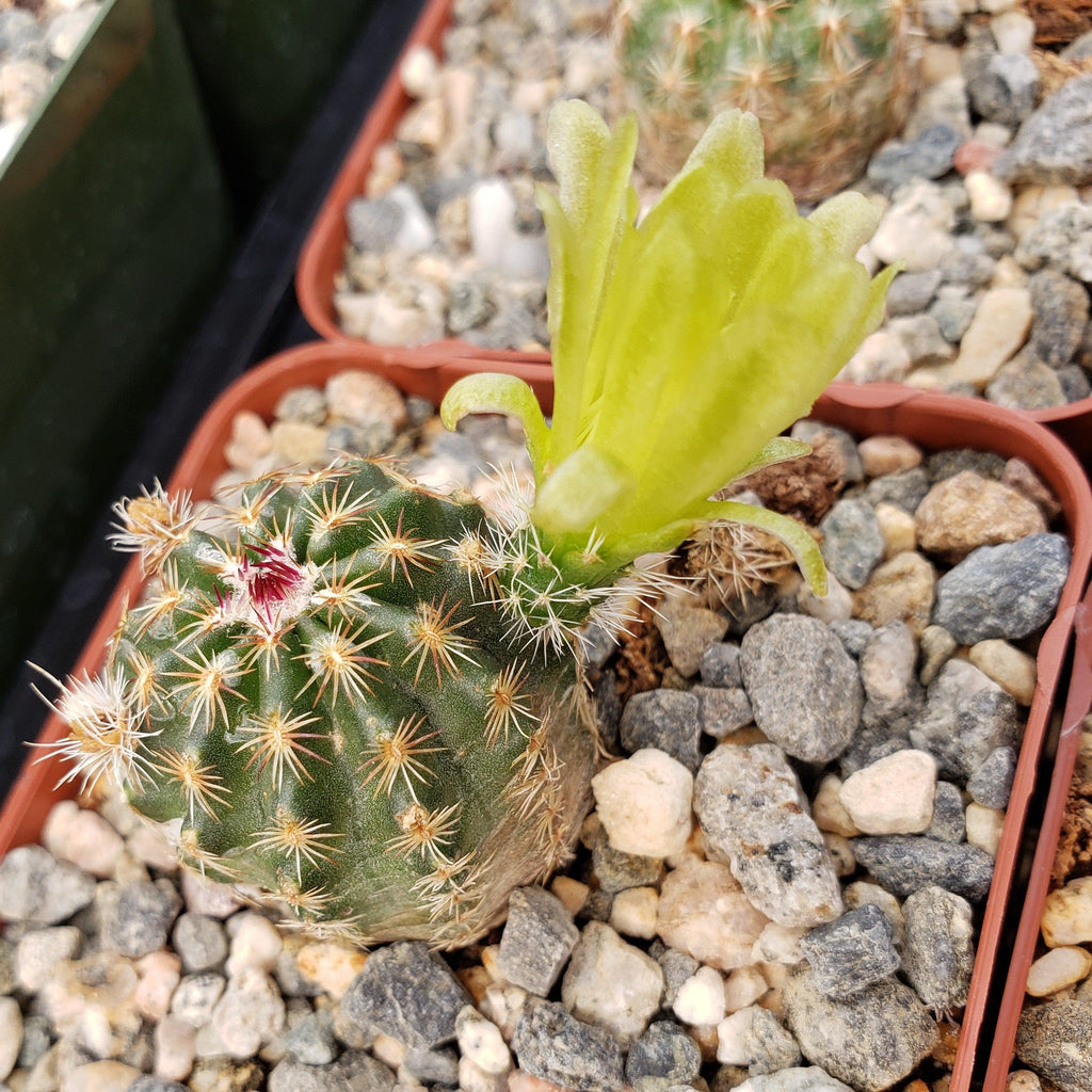 Echinocereus viridiflorus montanus