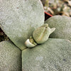 Pleiospilos simulans