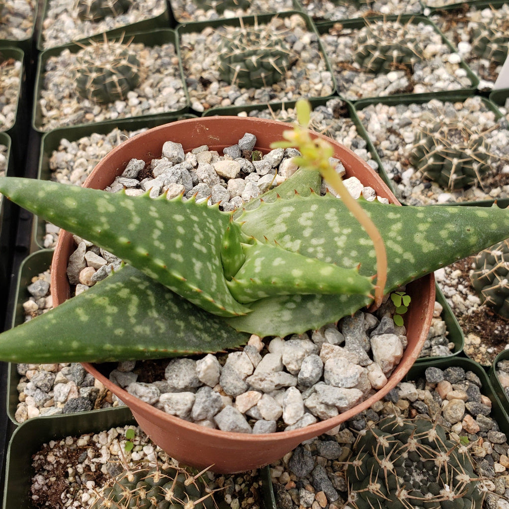 Aloe greatheadii davyana