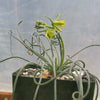 Albuca namaquensis