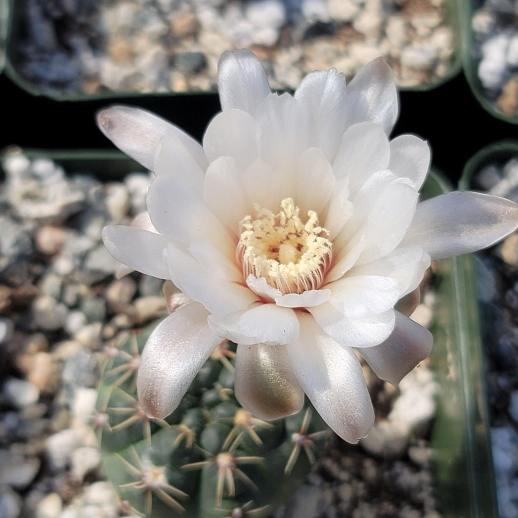 Gymnocalycium amerhauseri