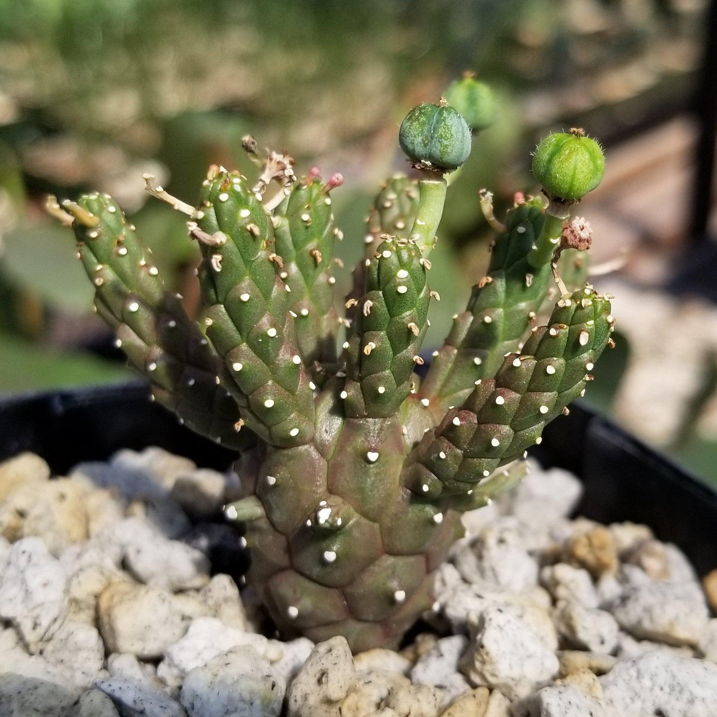 Euphorbia gamkaensis