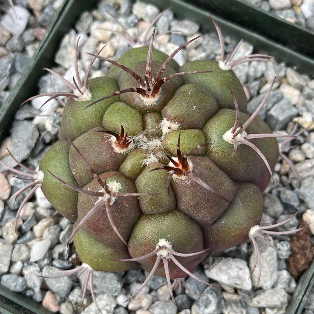 Gymnocalycium marquezii
