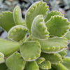 Cotyledon Ladismithiensis