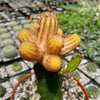 Chamaecereus lutea grafted Large