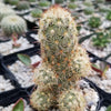 Mammillaria elongata ‘Pink Nymph’