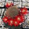 Rebutia fulviseta