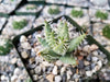 Aloe erinacea