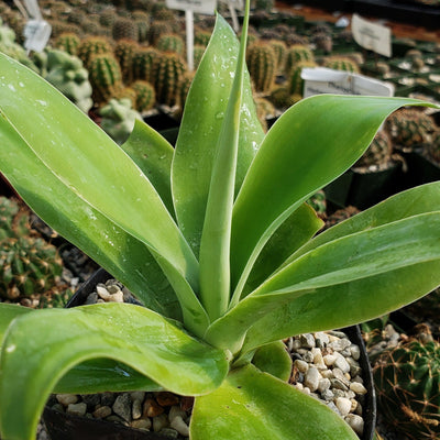 Foxtail Agave - Agave attenuata
