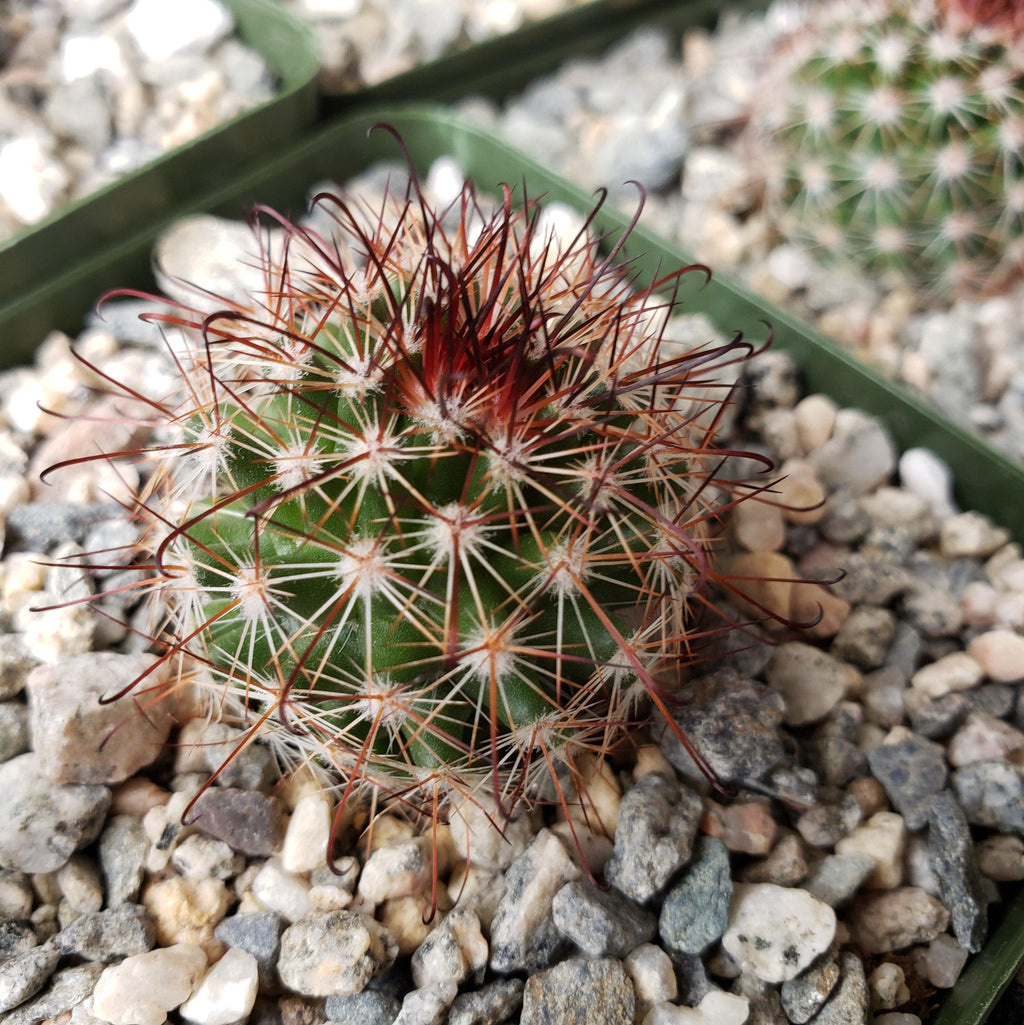 Mammillaria tenango del valle
