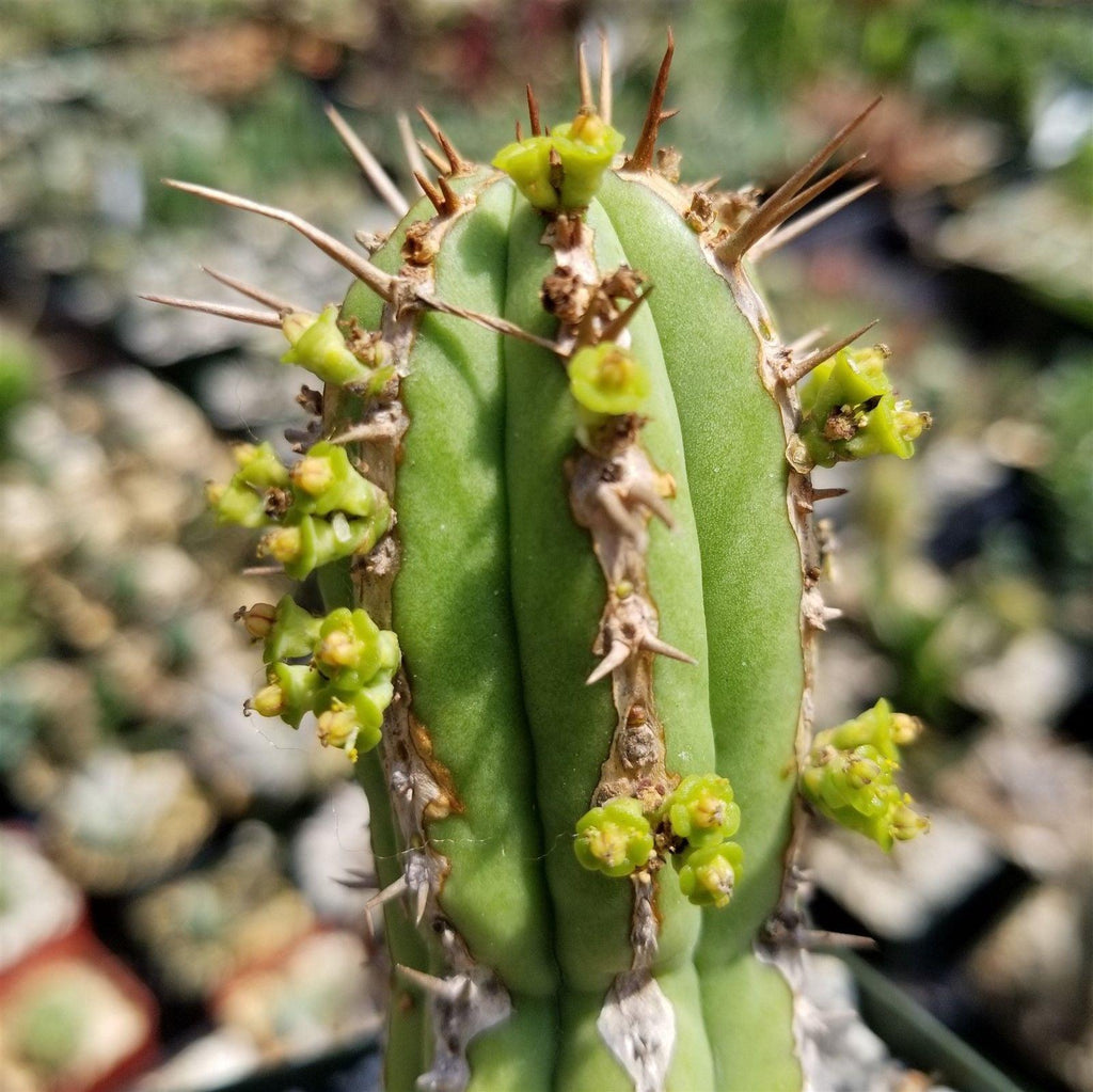 Euphorbia handiensis