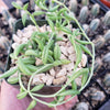 String of Fishhook Plant - Senecio Radicans &