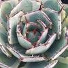 Variegated Butterfly Agave - Agave potatorum &