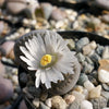 Lithops living stones