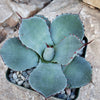 Agave truncata