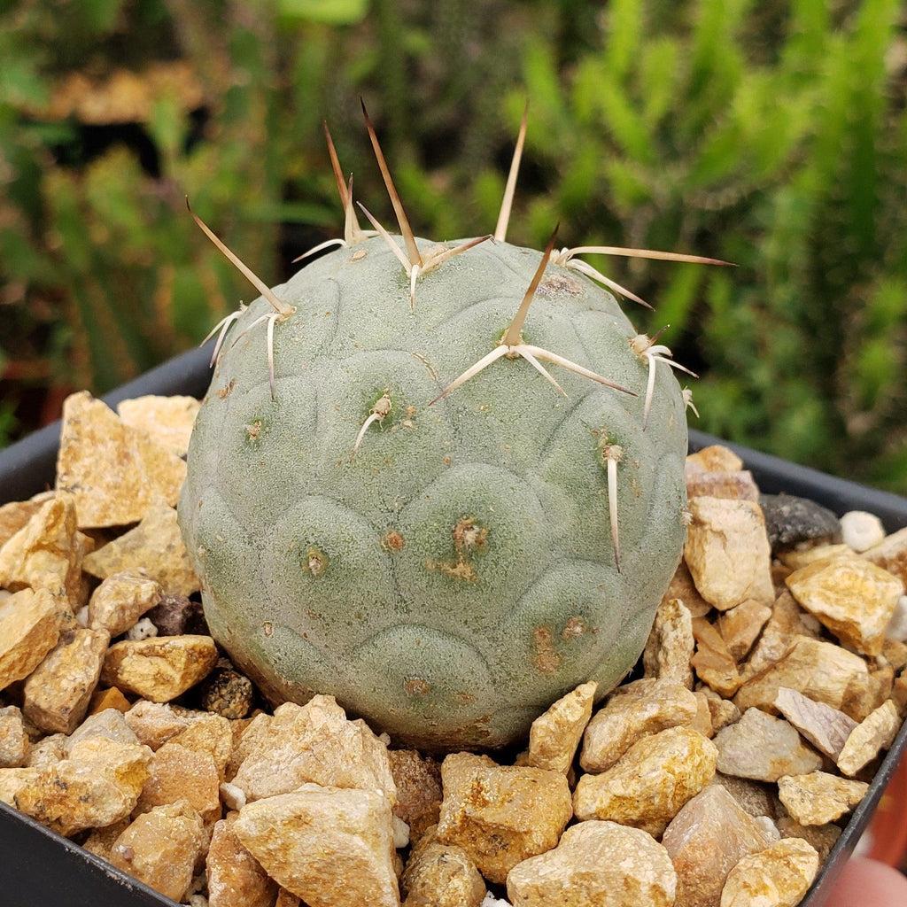 tephrocactus geometricus alexanderi
