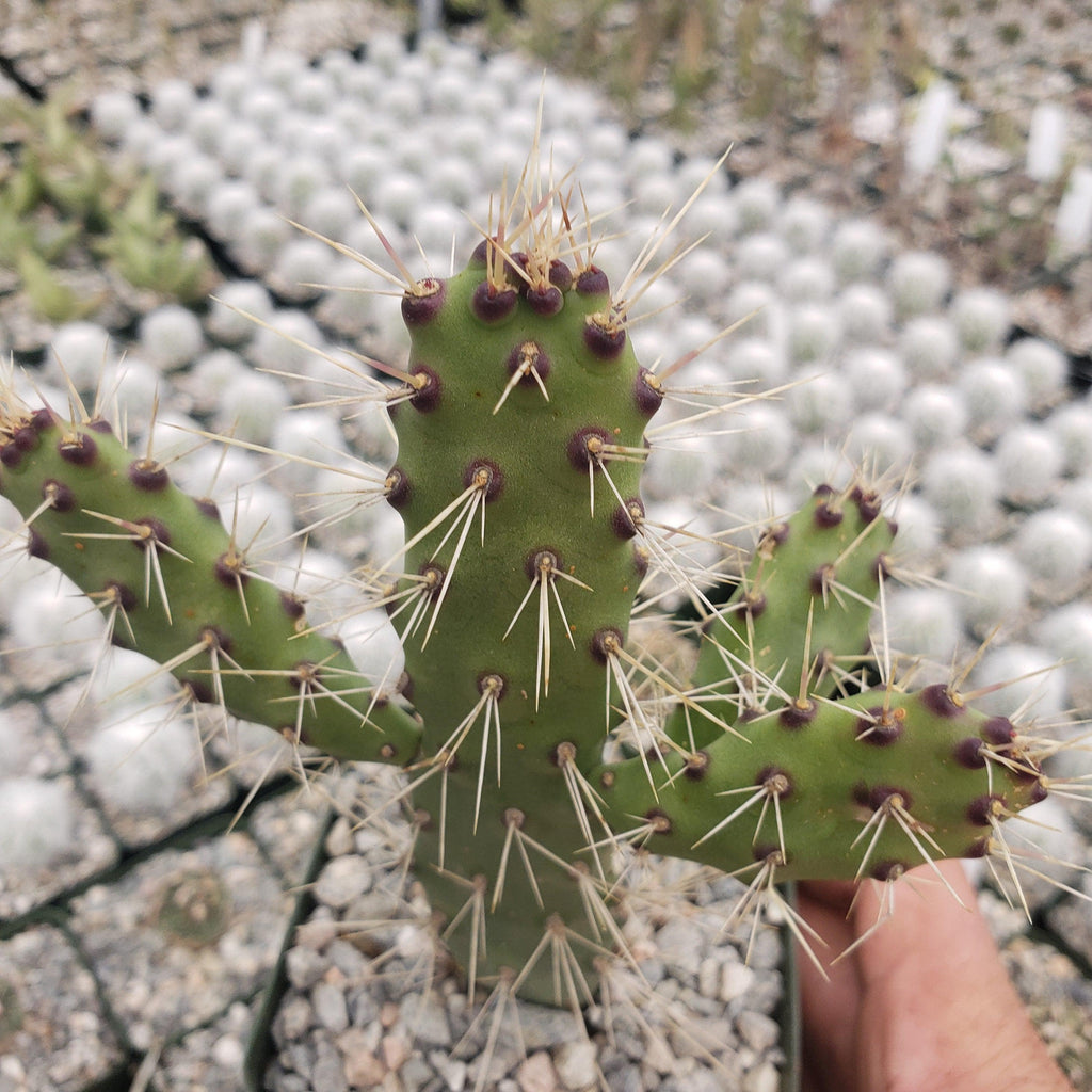 Opuntia consolea falcata cutting