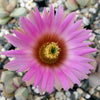 Echinocereus reichenbachii v. minor