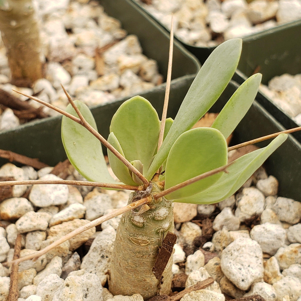 Othonna euphorbioides