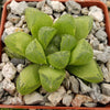 Haworthia obtusa