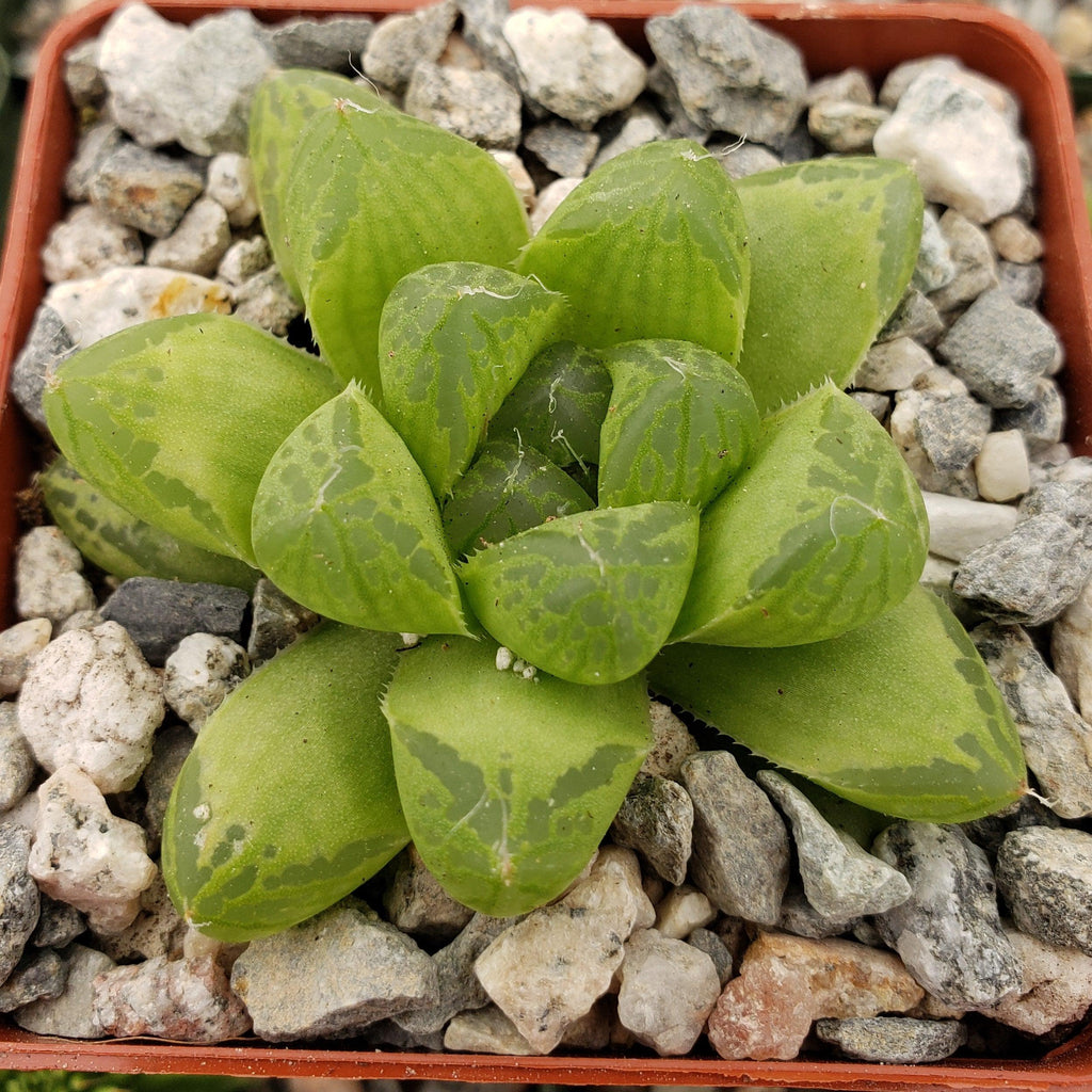 Haworthia obtusa
