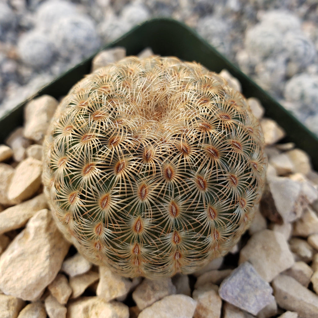 Echinocereus albiflora