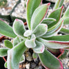 Ruby Slipper Succulent ‘Echeveria harmsii’