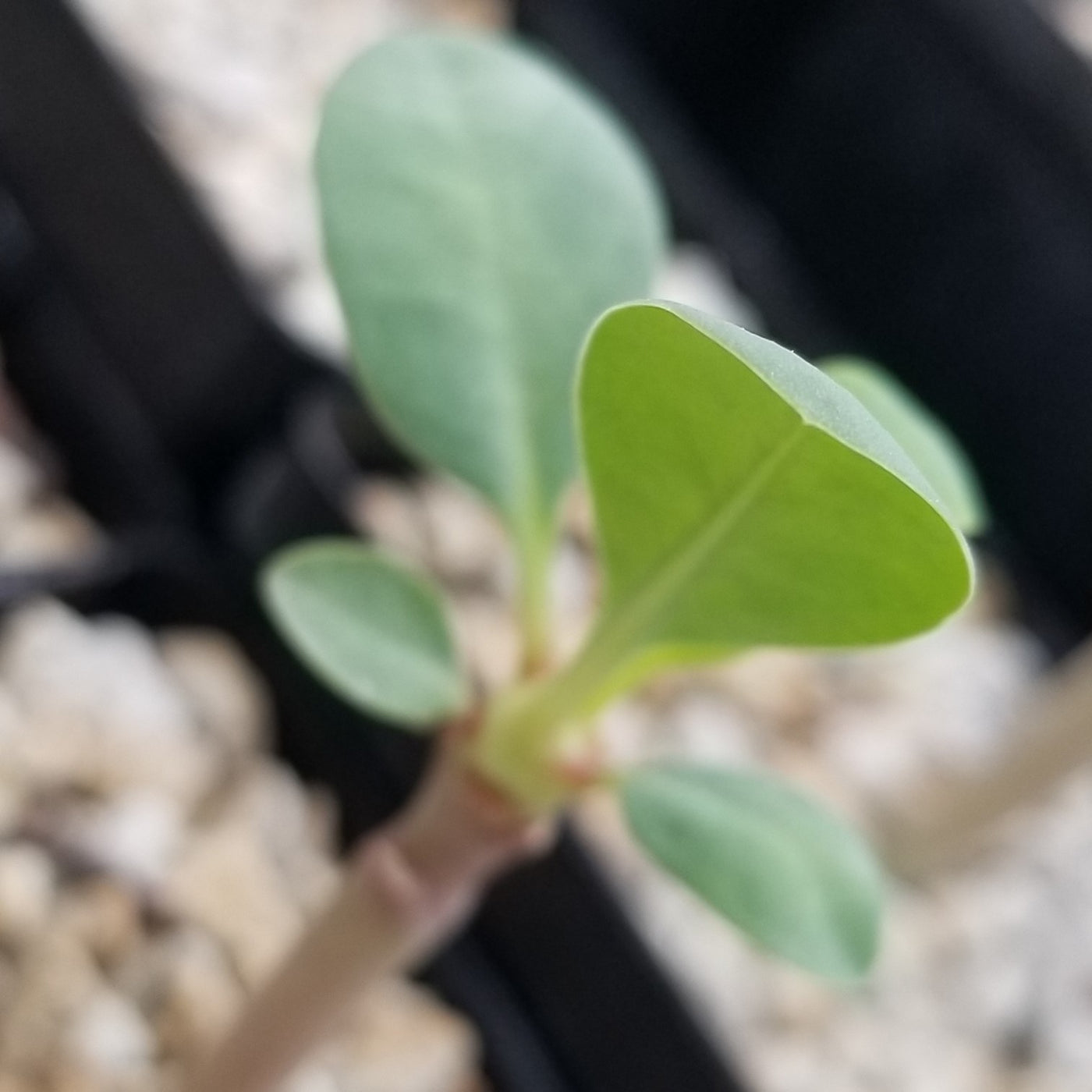 Euphorbia leistneri