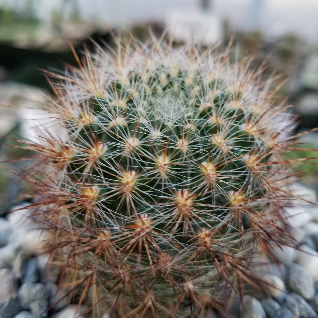 Sulcorebutia tiraquensis bicolorispina