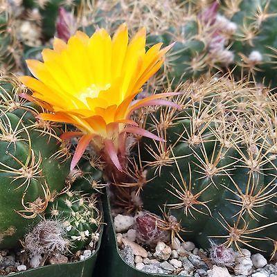 Lobivia acanthoplegma v. roseiflora