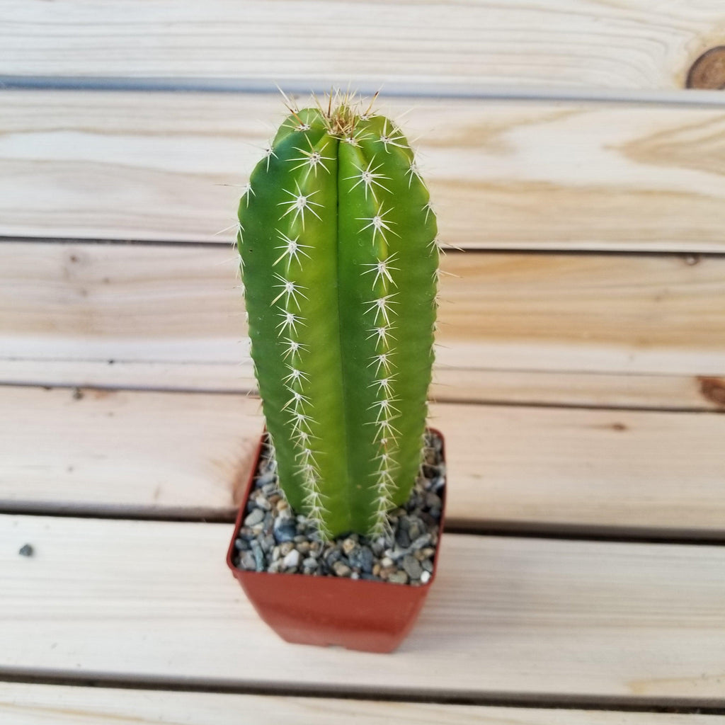 Neobuxbaumia euphorbioides