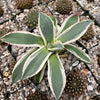 Agave applanata marginata