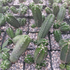 Echinocereus gentry